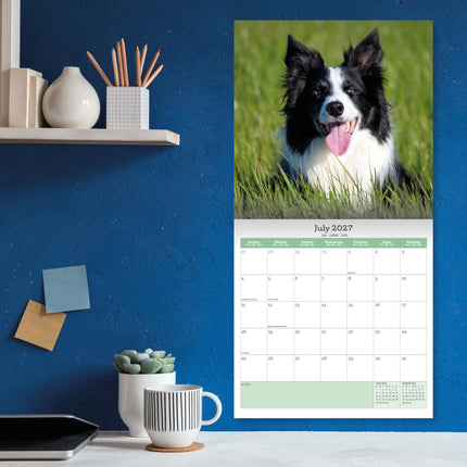 Baker & Bray Border Collie Kalender 2027
