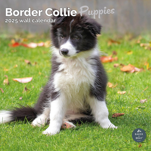 Baker & Bray Border Collie Puppies Kalender 2025
