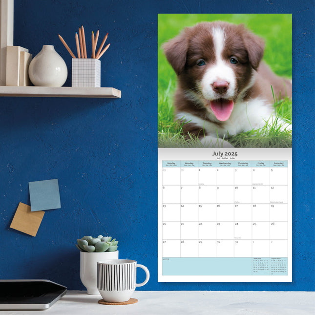 Baker & Bray Border Collie Puppies Kalender 2025