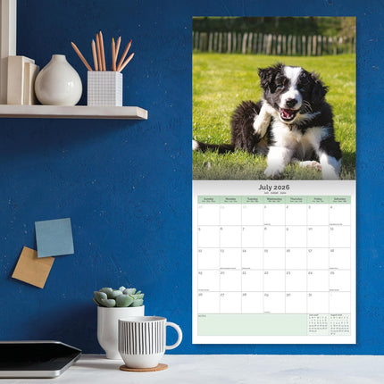 Baker & Bray Border Collie Puppies Kalender 2026