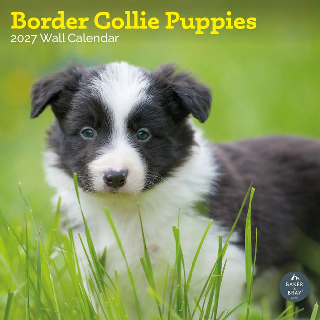 Baker & Bray Border Collie Puppies Kalender 2027