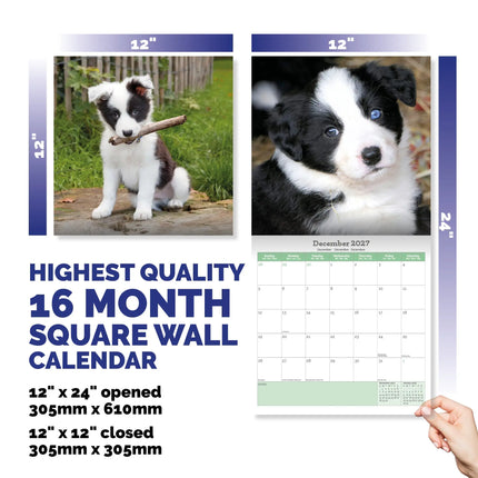 Baker & Bray Border Collie Puppies Kalender 2027