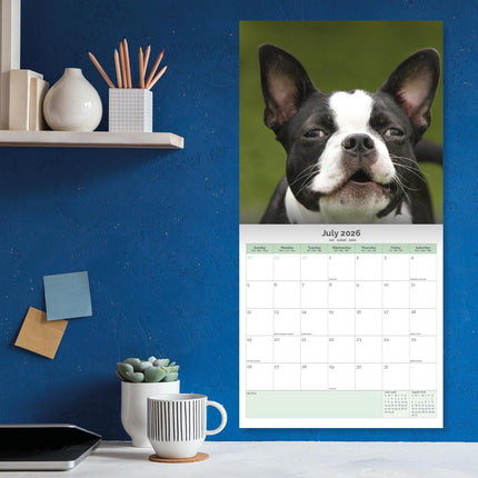 Baker & Bray Boston Terrier Kalender 2026