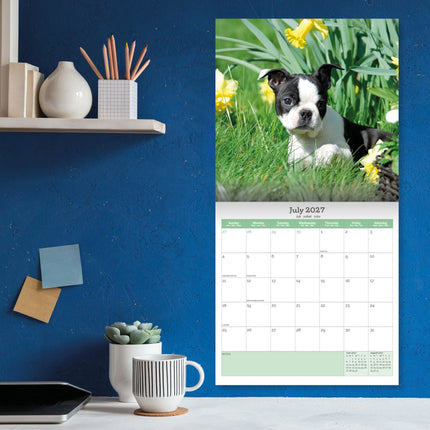 Baker & Bray Boston Terrier Kalender 2027