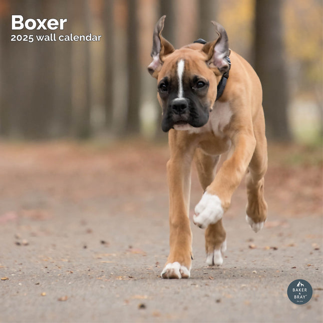 Baker & Bray Boxer Kalender 2025