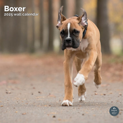 Baker & Bray Boxer Kalender 2025