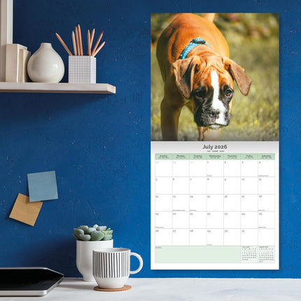 Baker & Bray Boxer Kalender 2026