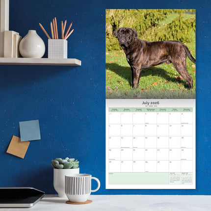 Baker & Bray Cane Corso Kalender 2026