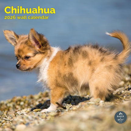 Baker & Bray Chihuahua Kalender 2026