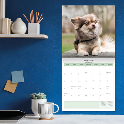 Baker & Bray Chihuahua Kalender 2026