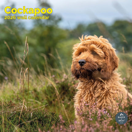Baker & Bray Cockapoo Kalender 2026
