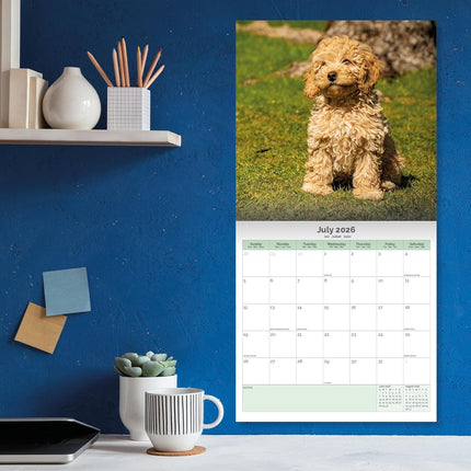 Baker & Bray Cockapoo Puppies Kalender 2026