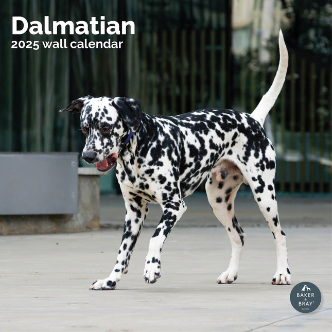 Baker & Bray Dalmatier Kalender 2025