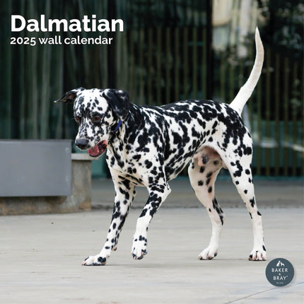 Baker & Bray Dalmatier Kalender 2025