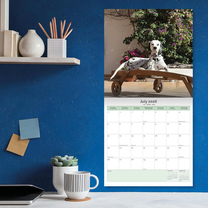 Baker & Bray Dalmatier Kalender 2026