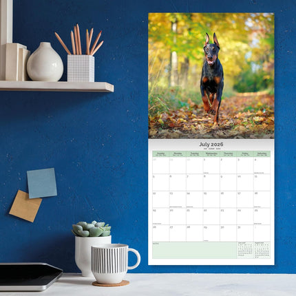 Baker & Bray Dobermann Kalender 2026