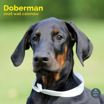 Baker & Bray Dobermann Kalender 2026