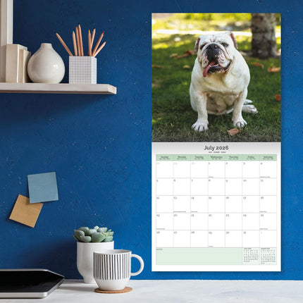 Baker & Bray Engelse Bulldog Kalender 2026
