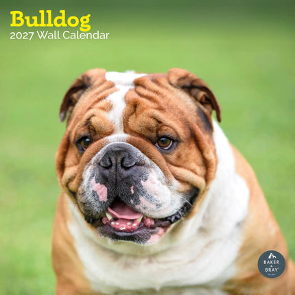 Baker & Bray Engelse Bulldog Kalender 2027