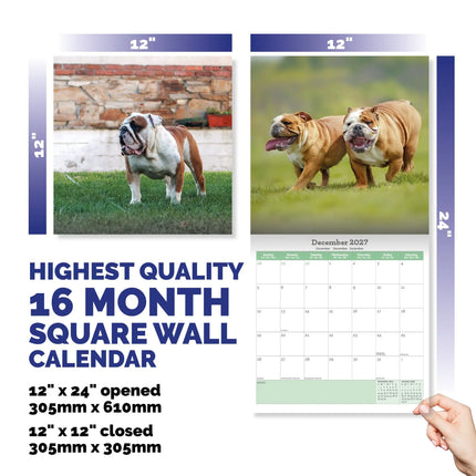 Baker & Bray Engelse Bulldog Kalender 2027