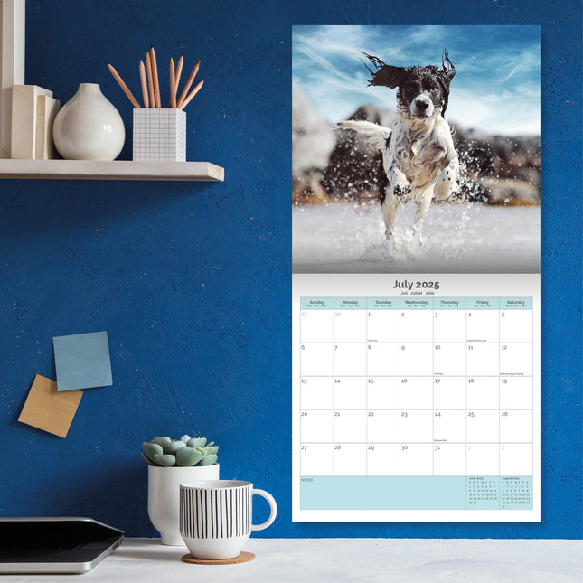 Baker & Bray Engelse Springer Spaniel Kalender 2025