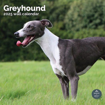 Baker & Bray Greyhound Kalender 2025