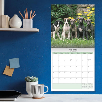 Baker & Bray Greyhound Kalender 2026