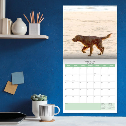 Baker & Bray Ierse Setter Kalender 2027