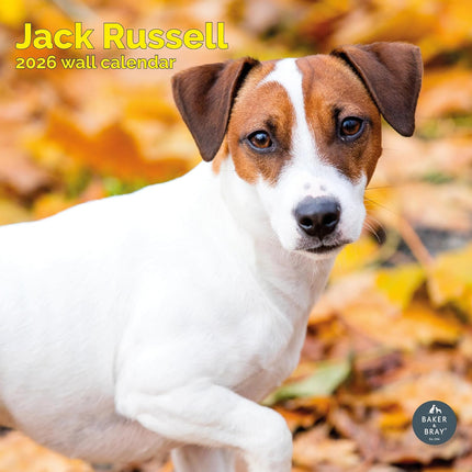 Baker & Bray Jack Russell Terrier Kalender 2026