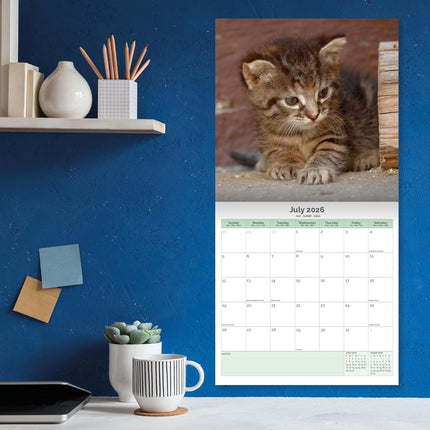 Baker & Bray Kittens Kalender 2026