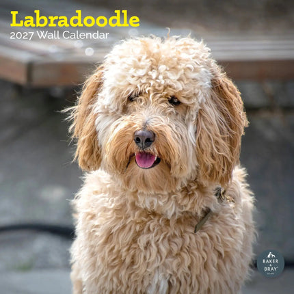 Baker & Bray Labradoodle Kalender 2027