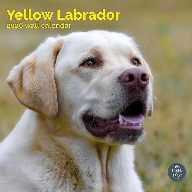Baker & Bray Labrador Retriever Blond Kalender 2026