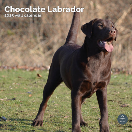 Baker & Bray Labrador Retriever Bruin Kalender 2025