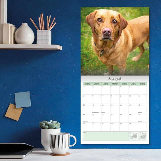 Baker & Bray Labrador Retriever Fox Red Kalender 2026