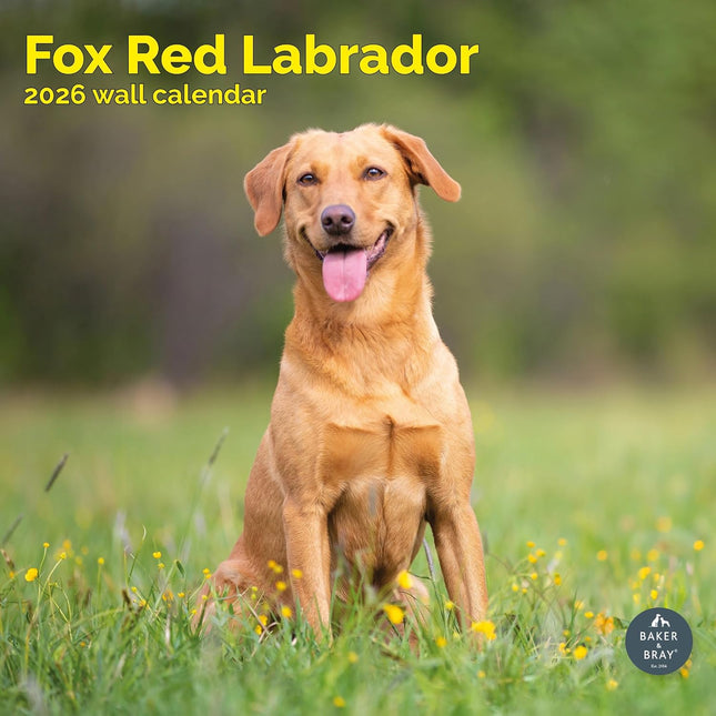 Baker & Bray Labrador Retriever Fox Red Kalender 2026