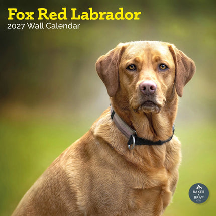 Baker & Bray Labrador Retriever Fox Red Kalender 2026