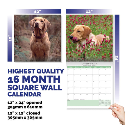 Baker & Bray Labrador Retriever Fox Red Kalender 2027
