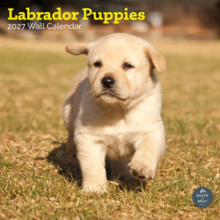 Baker & Bray Labrador Retriever Puppies Kalender 2026