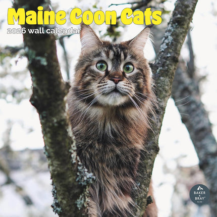 Baker & Bray Maine Coon Kalender 2026