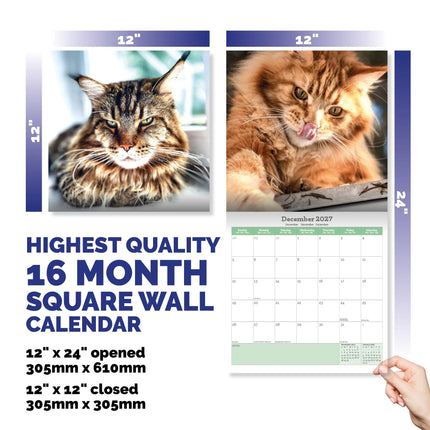 Baker & Bray Maine Coon Kalender 2026