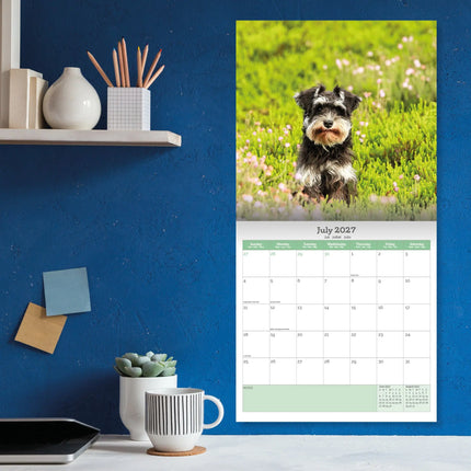 Baker & Bray Miniatuur Schnauzer Puppies Kalender 2026