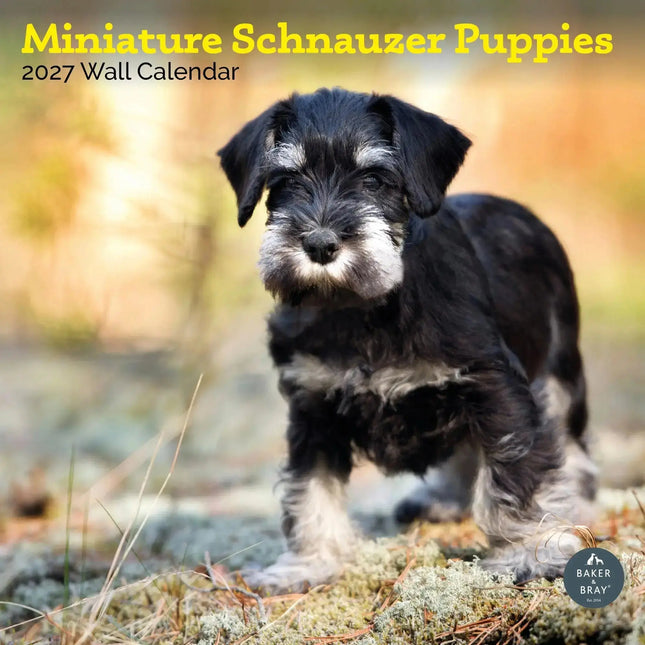 Baker & Bray Miniatuur Schnauzer Puppies Kalender 2027