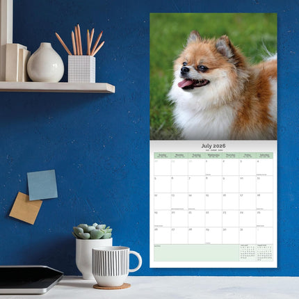 Baker & Bray Pomeranian Kalender 2026