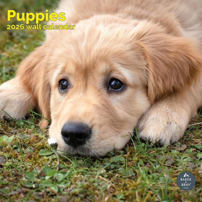Baker & Bray Puppies Kalender 2026