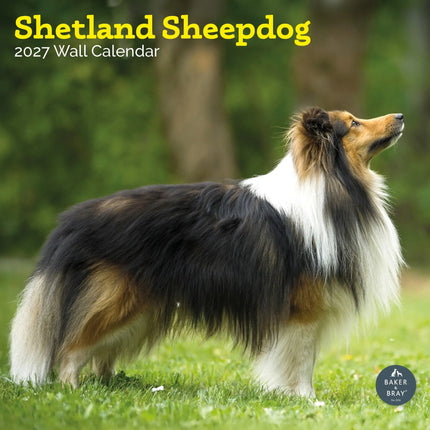 Baker & Bray Shetland Sheepdog Kalender 2027