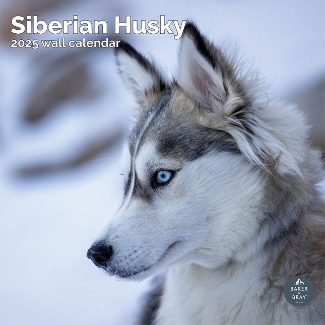 Baker & Bray Siberische Husky Kalender 2025