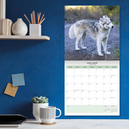 Baker & Bray Siberische Husky Kalender 2026