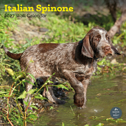 Baker & Bray Spinone Italiano Kalender 2027