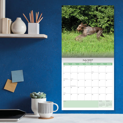 Baker & Bray Spinone Italiano Kalender 2027