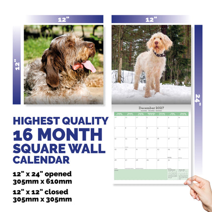 Baker & Bray Spinone Italiano Kalender 2027